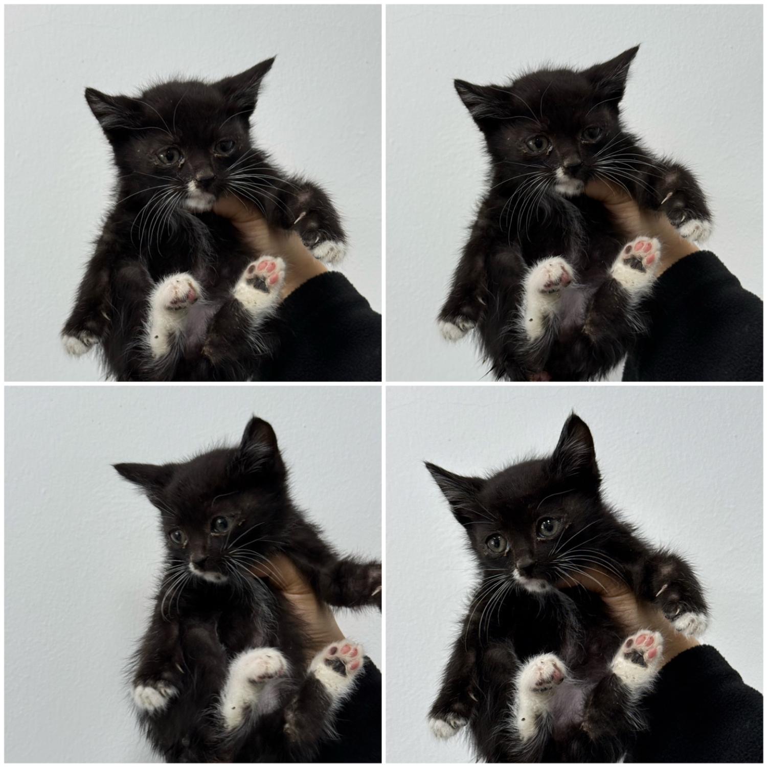 천안시 동물보호센터_444449202402187